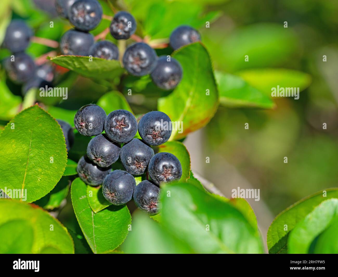 Reife Würfelbeeren im Busch Stockfoto