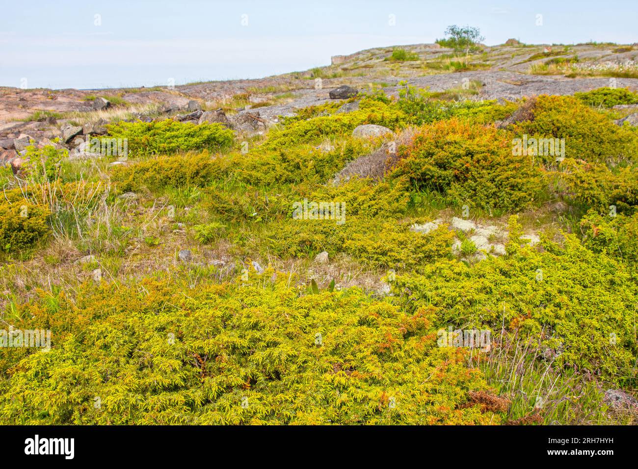 Elfinholz-Formation. Schleichende Sibiridae Wacholderbeere (Juniperus sibirica) bilden sich aufgrund starker Winde und dünnem Boden. Sommers Island im östlichen Teil der Stockfoto