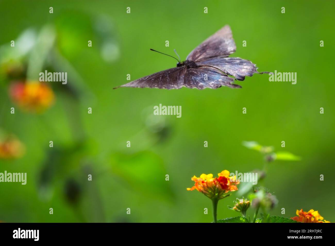 Am 11. August 2023 am Riverwalk in Columbus, Mississippi, USA, lockt ein Swallowtail Butterfly einige Blumen an. Stockfoto
