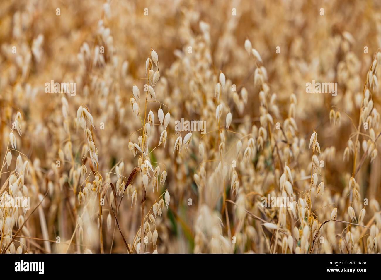 Haferpflanzen mit reifen Panikeln, die im heißen Sommer vor der Ernte exponiert waren, Deutschland Stockfoto