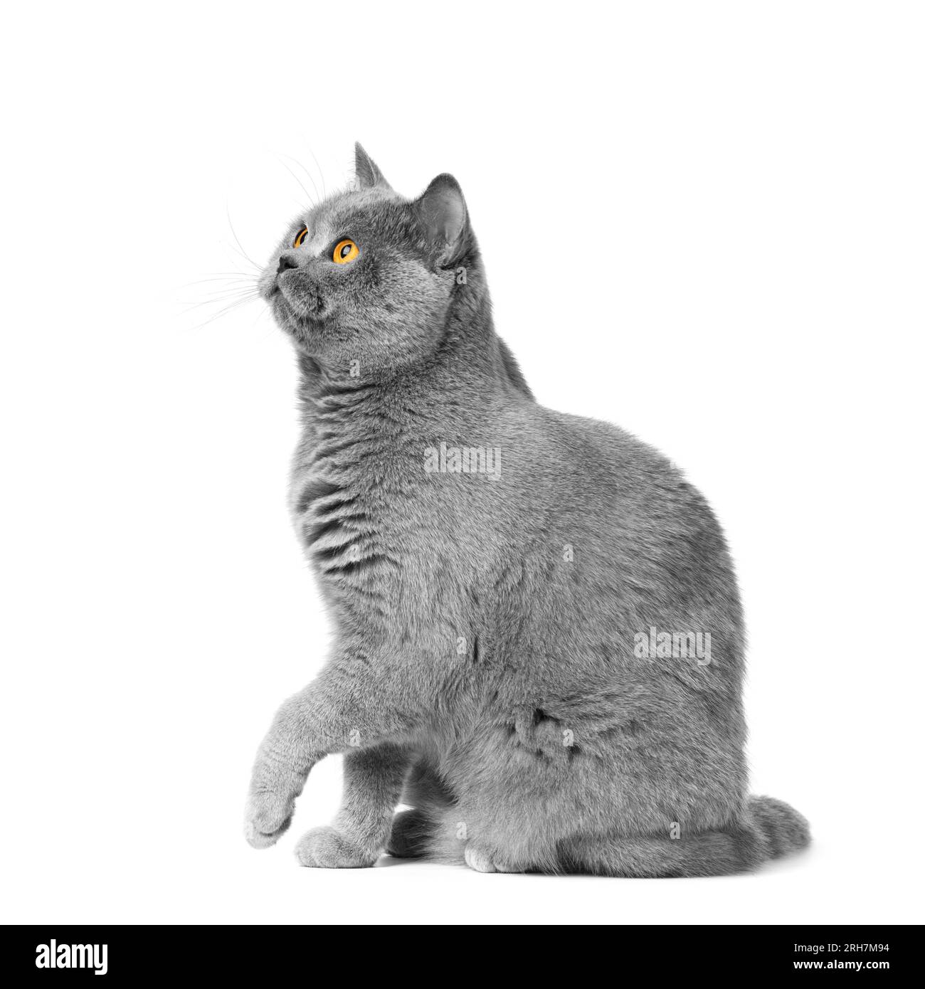 Die britische Kurzhaar-blaue Katze sitzt auf weißem Hintergrund, Pfote hoch. Banner, Werbung für Lebensmittel, Leckereien für Katzen. Stockfoto