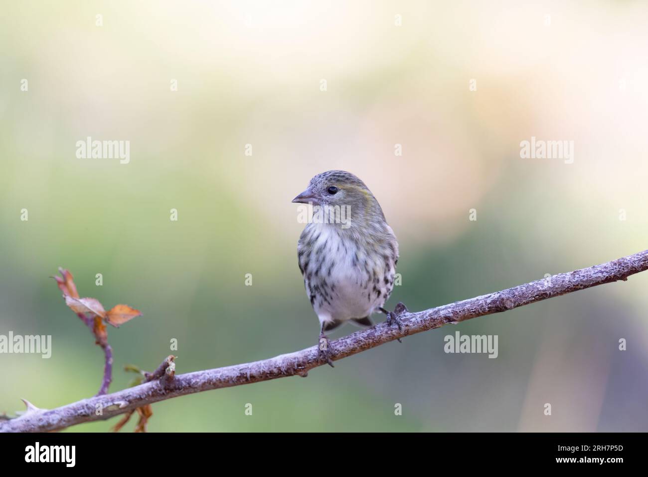 Die eurasische Siskin oder europäische Siskin (Spinus spinus), kleiner Passerinvogel in der Finkenfamilie Fringillidae. Stockfoto