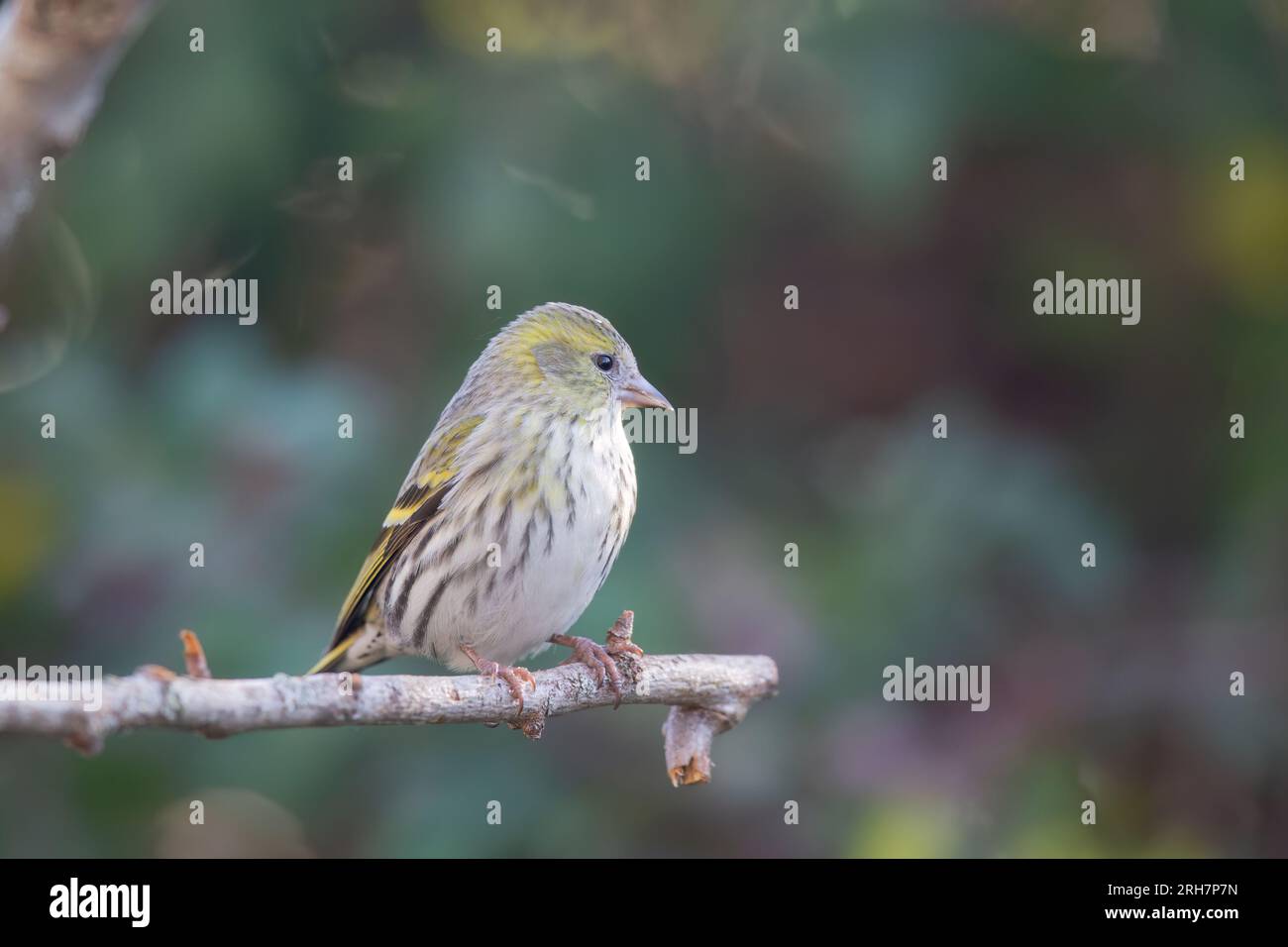 Die eurasische Siskin oder europäische Siskin (Spinus spinus), kleiner Passerinvogel in der Finkenfamilie Fringillidae. Stockfoto