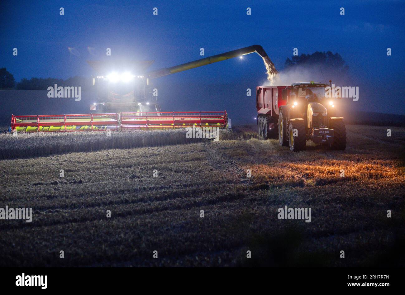 Gottesgabe, Deutschland. 14. Aug. 2023. Mähdrescher vom Bauernhof Markfrucht Lützow ernten Weizen nach Sonnenuntergang auf einem Feld. Nachdem die Getreideernte wegen Regen und übermäßiger Feuchtigkeit auf den Feldern fast zwei Wochen lang unterbrochen wurde, nutzen die Landwirte in Mecklenburg-Vorpommern nun das trockene Wetter, um die Getreidefelder zu ernten. Kredit: Jens Büttner/dpa/Alamy Live News Stockfoto