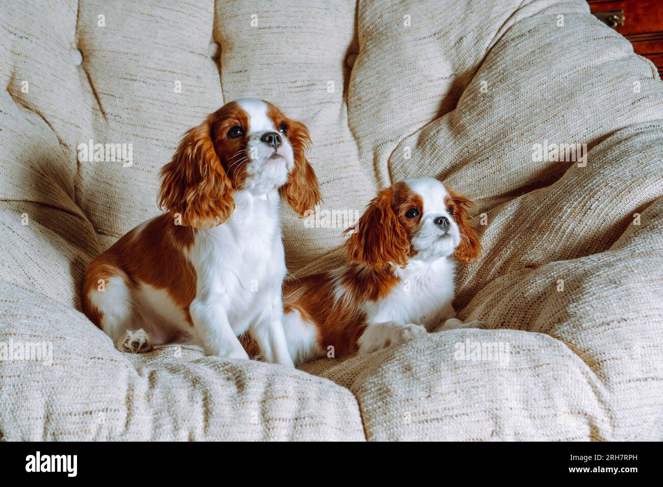 Porträt eines rötlich-weißen Cavalier King Charles Spaniel Hundes, der sich auf einem großen und weichen Sessel entspannt. Hundefreunde schauen sich attraktive Dinge vor der Tür an Stockfoto