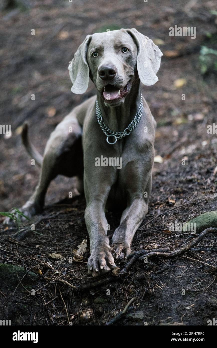 Weimaraner Hund im Freien Stockfoto