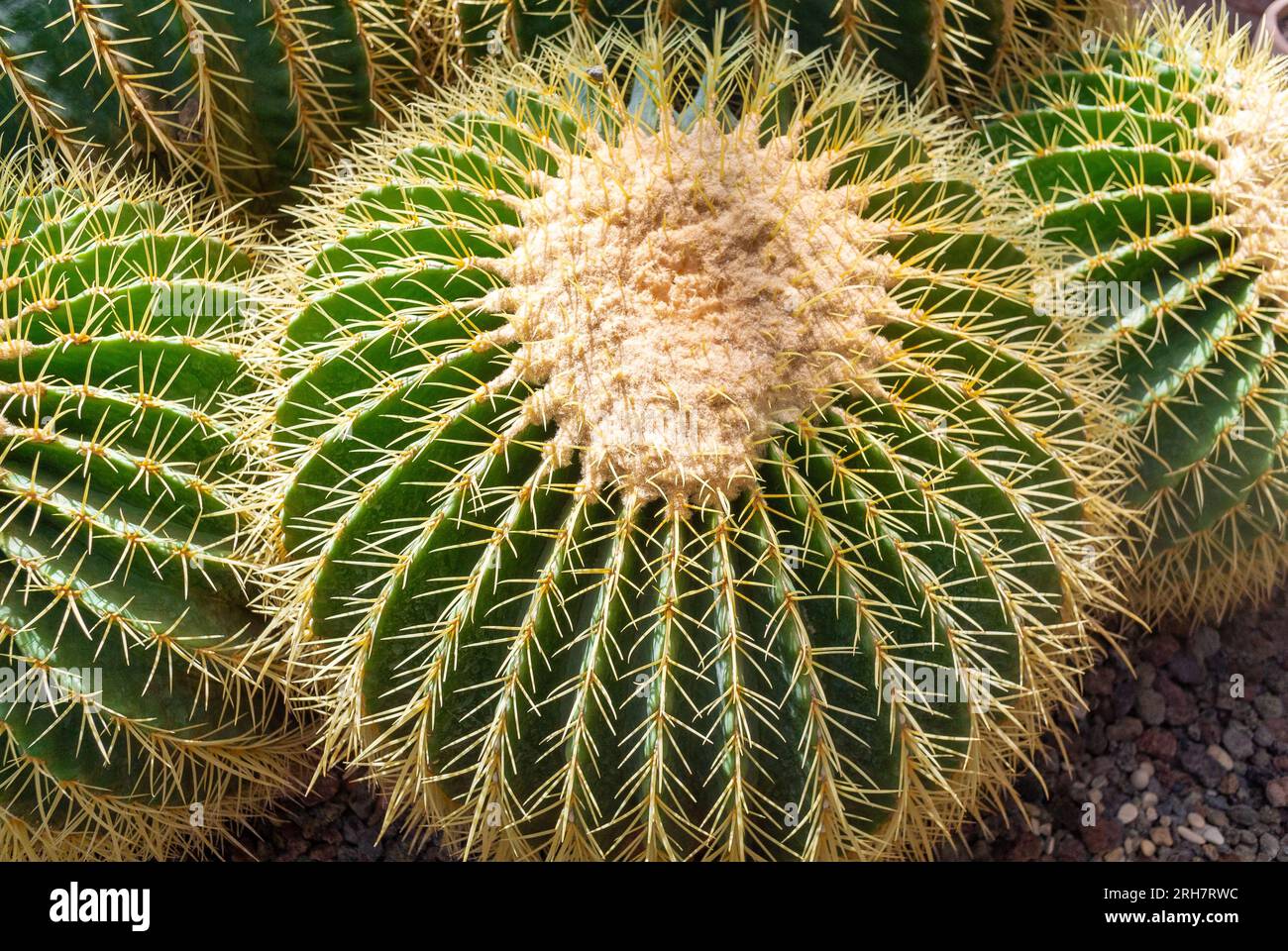 Echinocactus grusonii oder Kroenleinia grusonii, allgemein bekannt als Kaktus mit goldenem Fass, goldener Ball oder Schwiegermütterkissen, Stockfoto