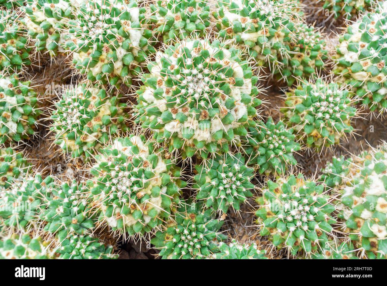 Mammillaria ist eine der größten Gattungen in der Kaktusfamilie (Cactaceae), mit derzeit 200 bekannten Arten und Sorten. Stockfoto