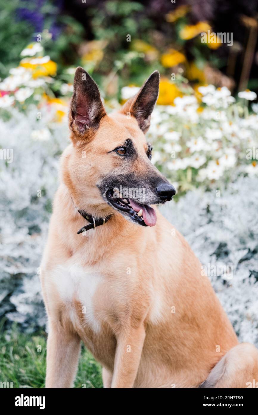 Belgischer Malinois vor Blumen. Stockfoto