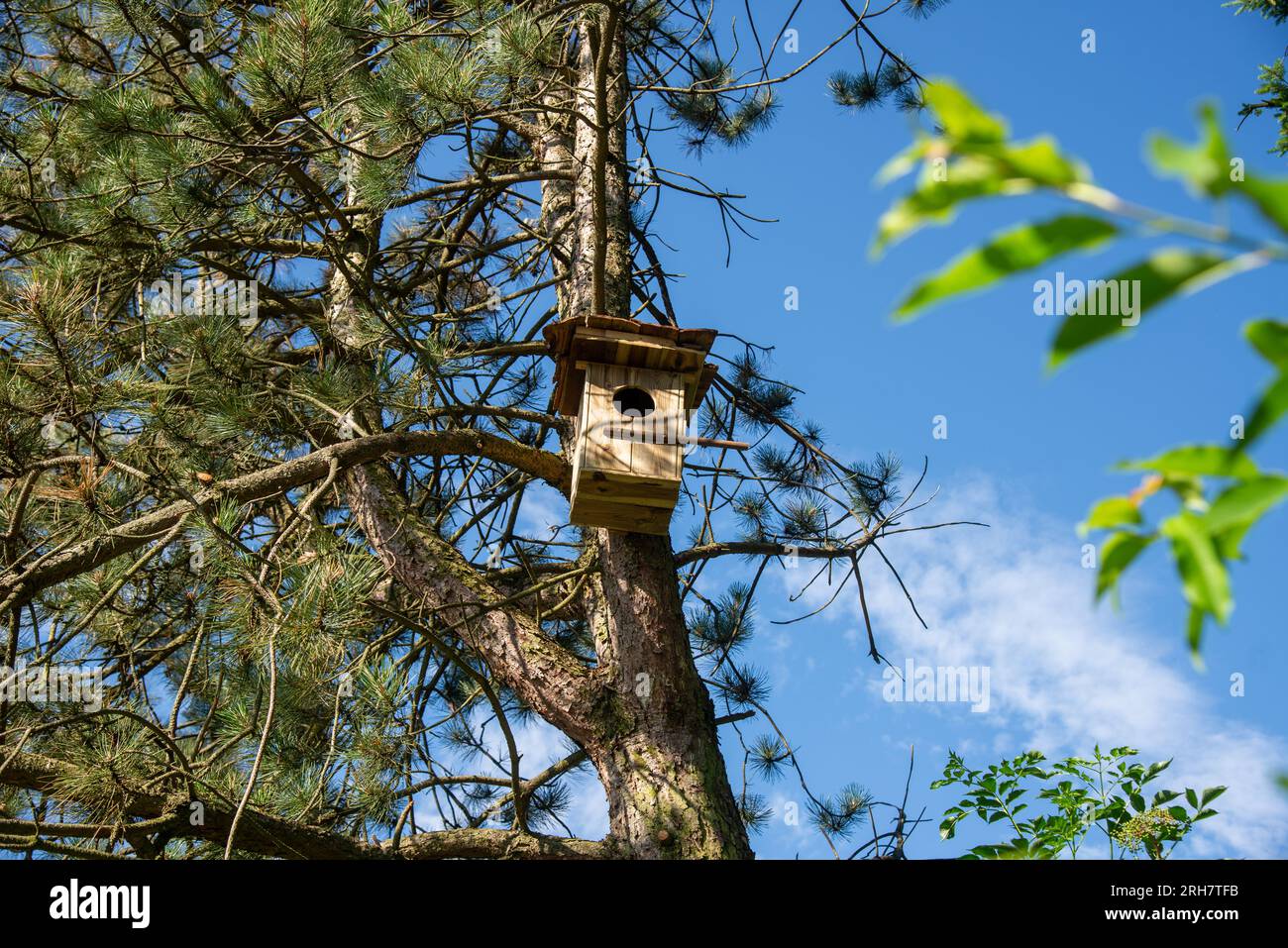 Holzvogelnest im Baum Stockfoto