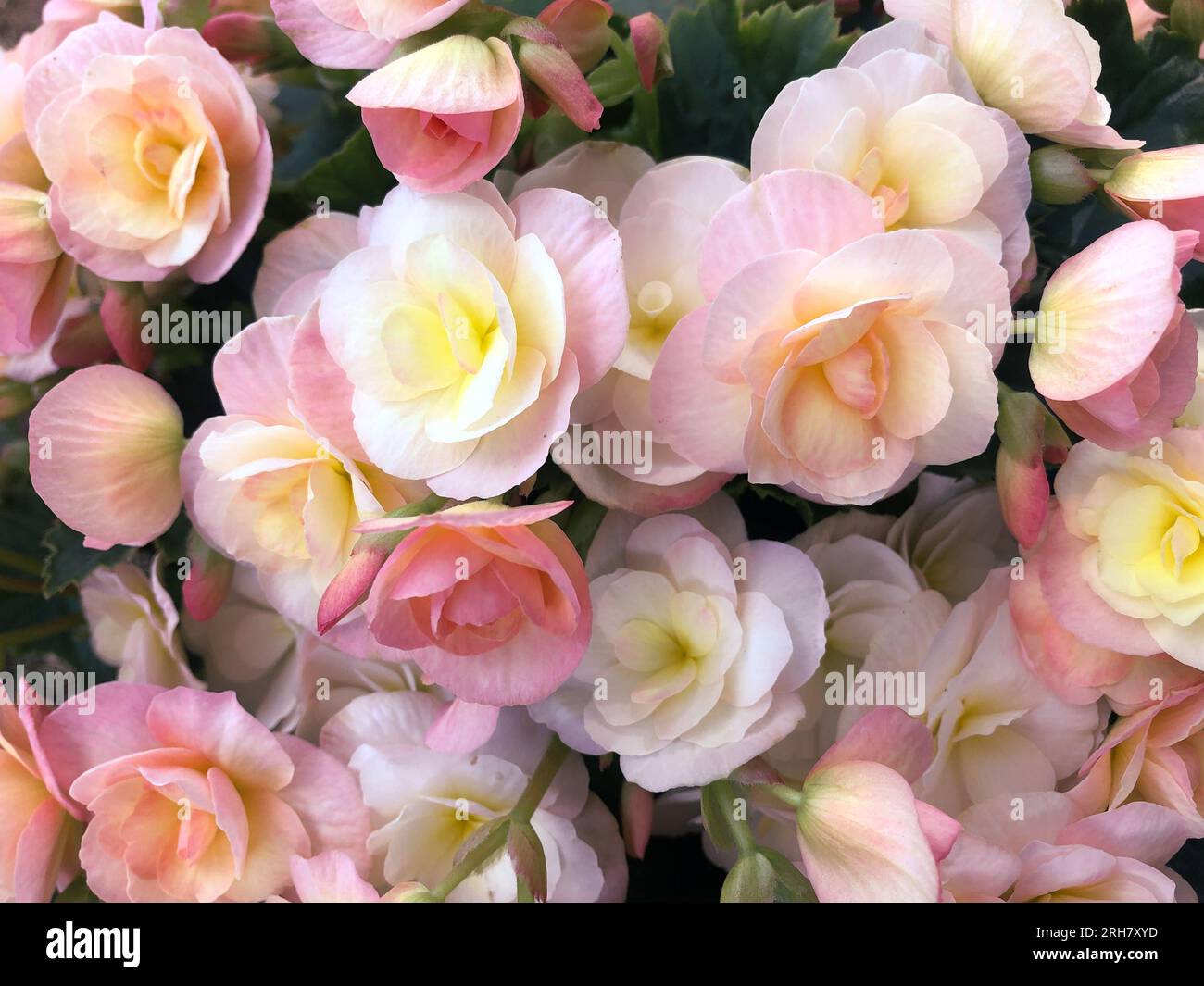 Eine Nahaufnahme der rosa blühenden Begonia (Begonia hiemalis). Stockfoto