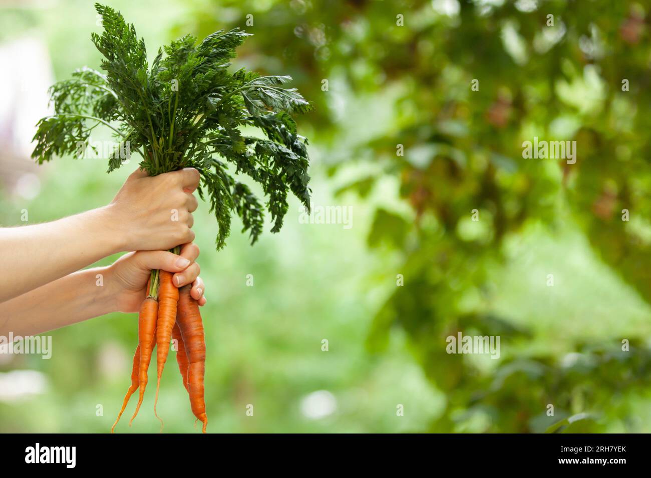 Roh, vegan, vegetarisch, Speisekonzept. Eine Frauenhand hält drei frische Karotten mit Oberteilen. Unscharfer Hintergrund, Kopierbereich. Stockfoto