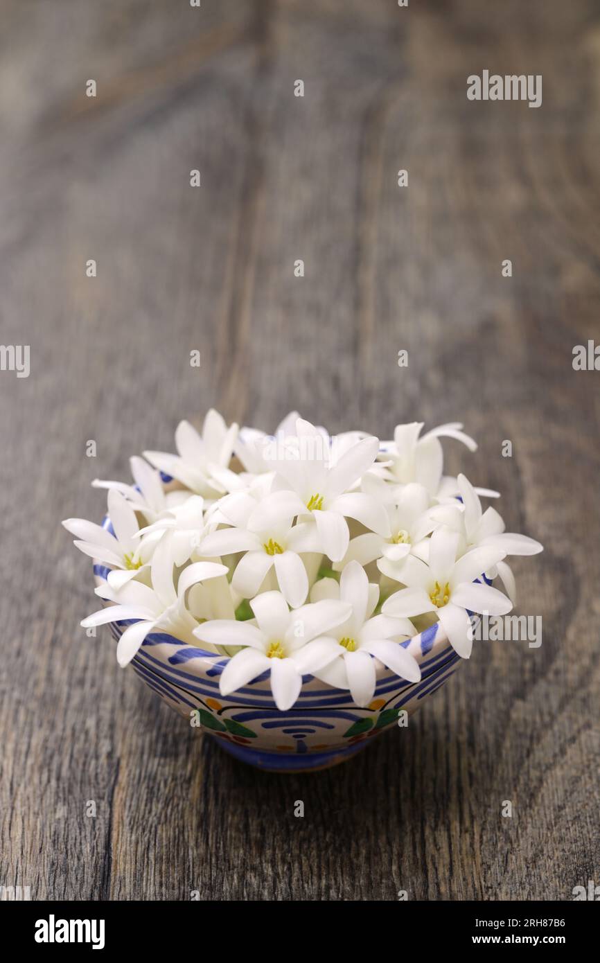 Tuberosenblumen in einer Schüssel Stockfoto