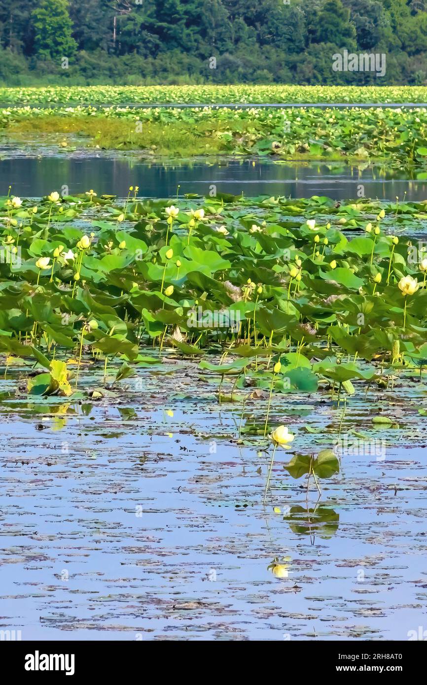Wunderschöne Lotuspflanzen und -Blumen, Nelumbo-Nucifera, die Reinheit, spiralförmige Erleuchtung und Wiedergeburt symbolisieren, die im Überfluss am Lotus Lake wächst. Stockfoto