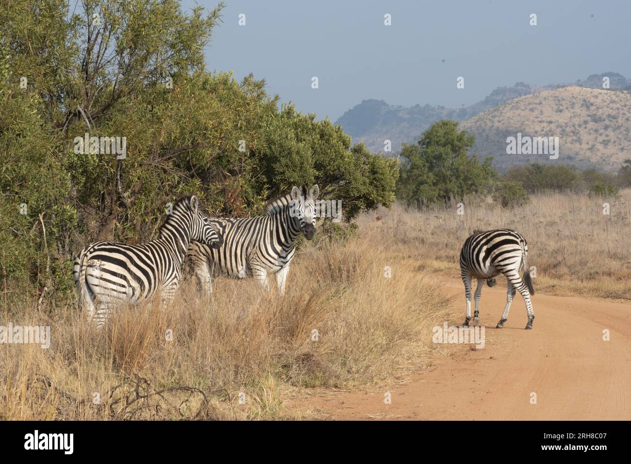 Drei Zebras stehen in der Nähe einer Straße auf den afrikanischen Ebenen in Südafrika. Stockfoto Drei Zebras stehen in der Nähe einer Straße auf den afrikanischen Ebenen in Südafrika. Stockfoto