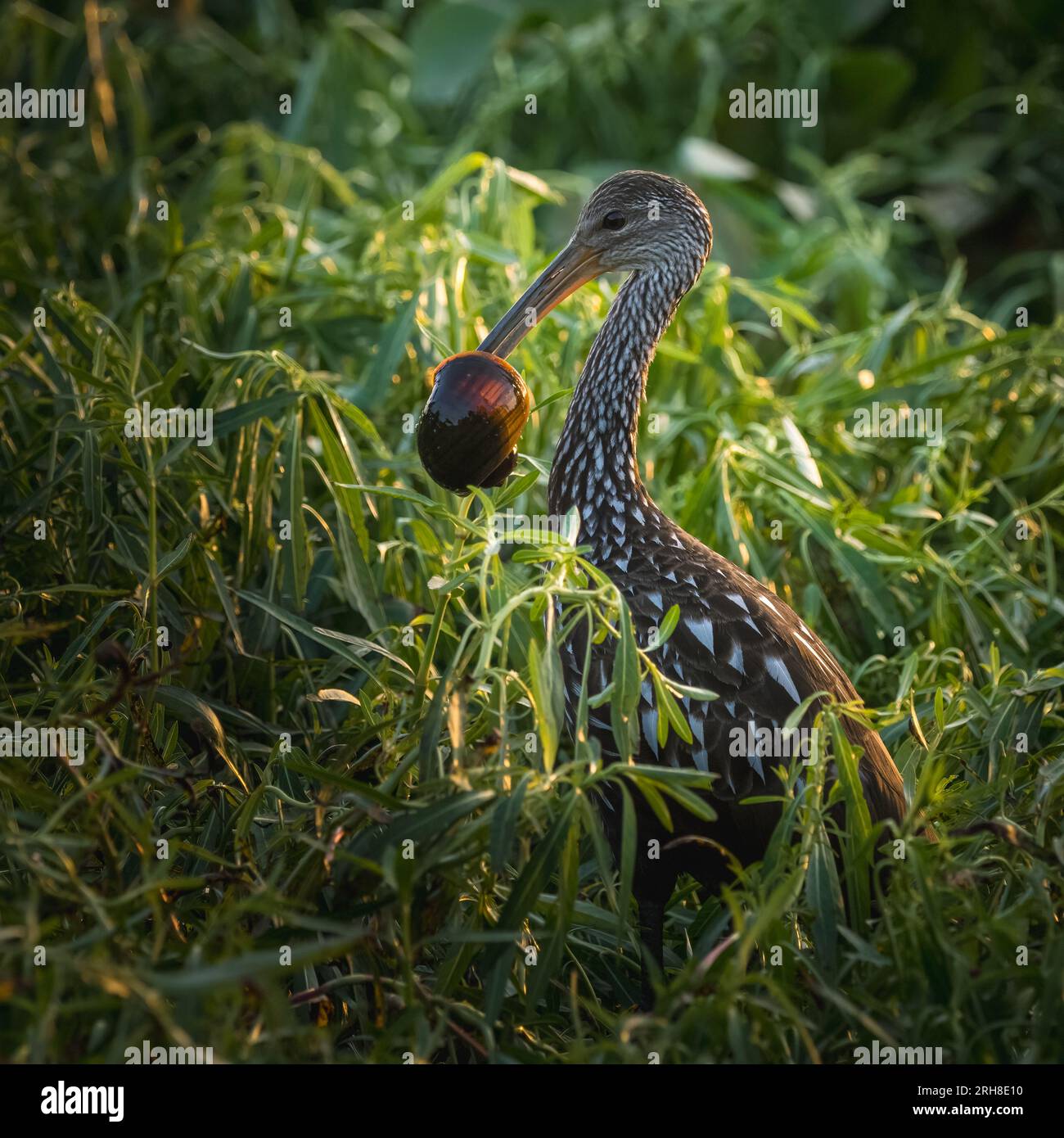 Der Fang des Tages Stockfoto