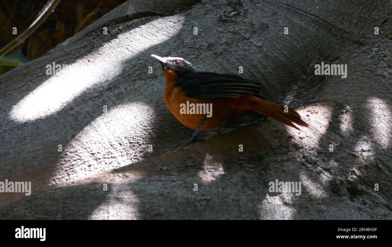 Los Angeles, Kalifornien, USA 14. August 2023 der weiße Robin Chat im Vogelhaus im LA Zoo am 14. August 2023 in Los Angeles, Kalifornien, USA. Foto: Barry King/Alamy Stock Photo Stockfoto