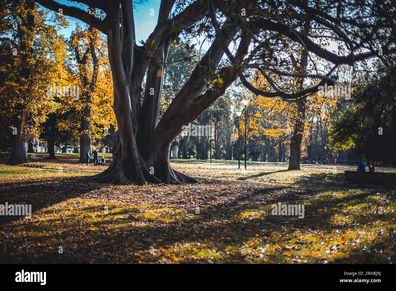 Einer der zahlreichen Parks rund um Melbourne, Australien. Dieses Foto wurde während der Wintersaison 2019 aufgenommen. Stockfoto