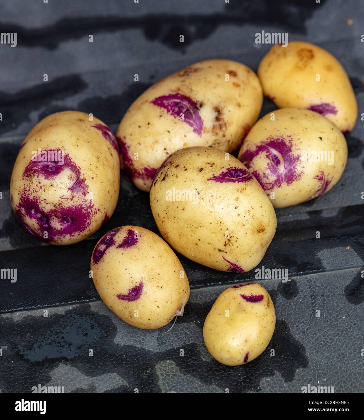 „Blue Belle“-Kartoffel, Potatis (Solanum tuberosum) Stockfoto