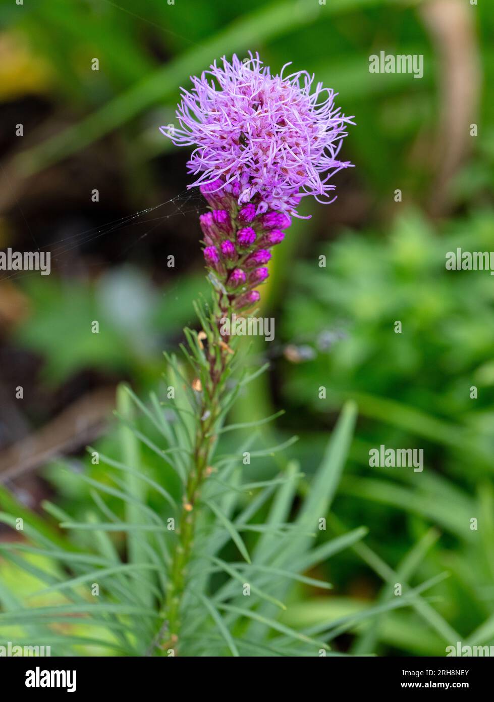 Blazing Star Plant, Rosenstav (Liatris spicata) Stockfoto