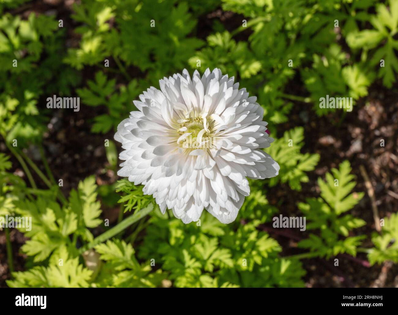 „Mount Everest“ Mohnanemone, Bukettanemon (Anemone coronaria) Stockfoto
