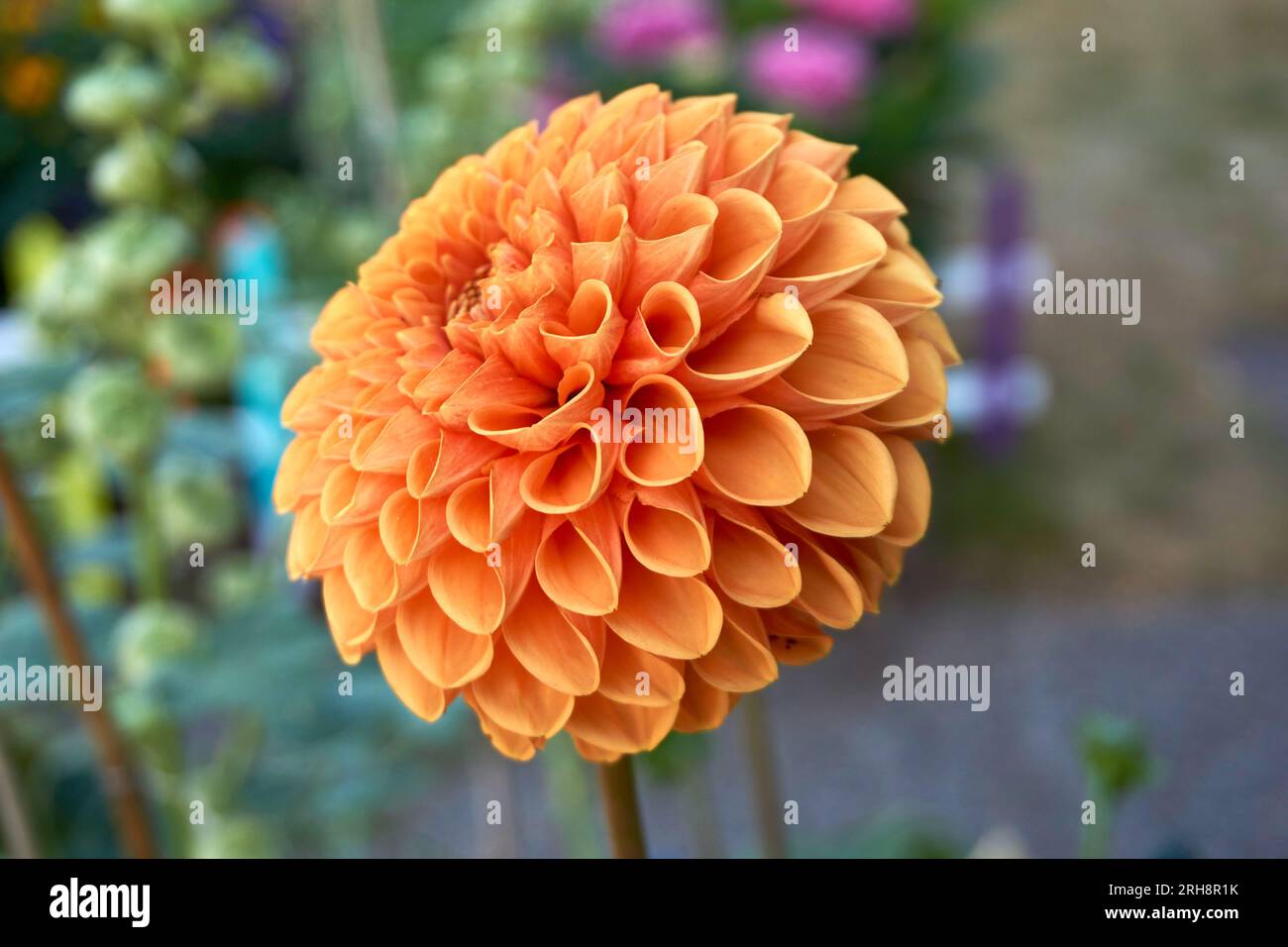 Nahaufnahme einer einzelnen orangefarbenen Dahila-Blume, die im Sommer blüht Stockfoto