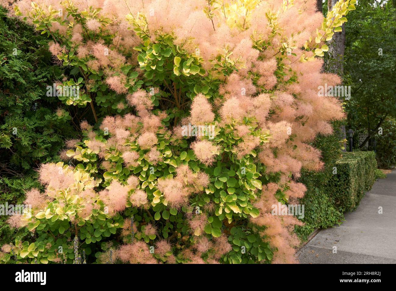 Pink Smoke Tree oder Smoketree (Cotinus) in Blüte, Vancouver, British Columbia, Kanada Stockfoto