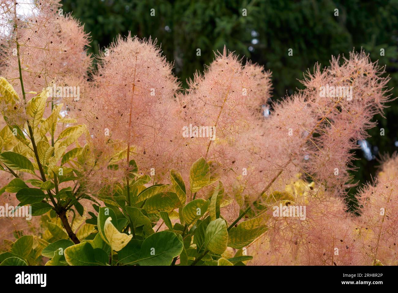 Nahaufnahme eines rosa Rauchbaums oder Smoketree (Cotinus) in Blüte, Vancouver, British Columbia, Kanada Stockfoto