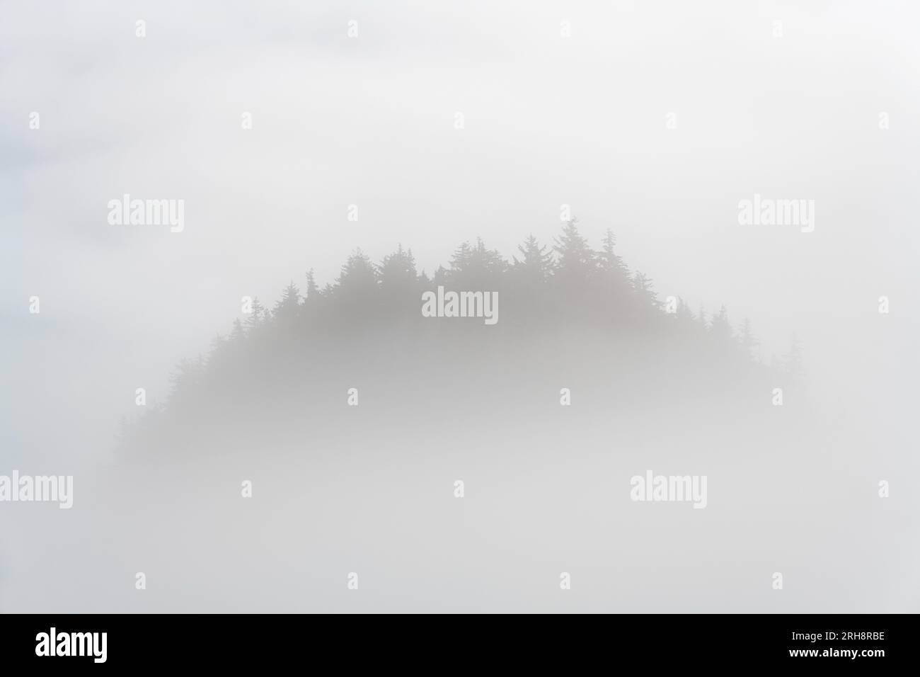Westliche rote Zedernbäume und Douglasie auf der Insel im Nebel, Telegraph Cove, Vancouver Island, British Columbia, Kanada. Stockfoto
