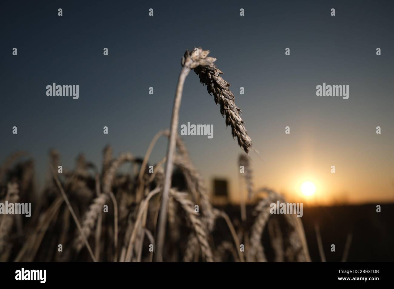 Leipzig, Deutschland. 15. Aug. 2023. Weizen steht auf einem Feld am Stadtrand, wenn die Sonne aufgeht. Aufgrund der starken Niederschläge mussten die Landwirte an vielen Orten die Getreideernte verschieben. Kredit: Sebastian Willnow/dpa/Alamy Live News Stockfoto