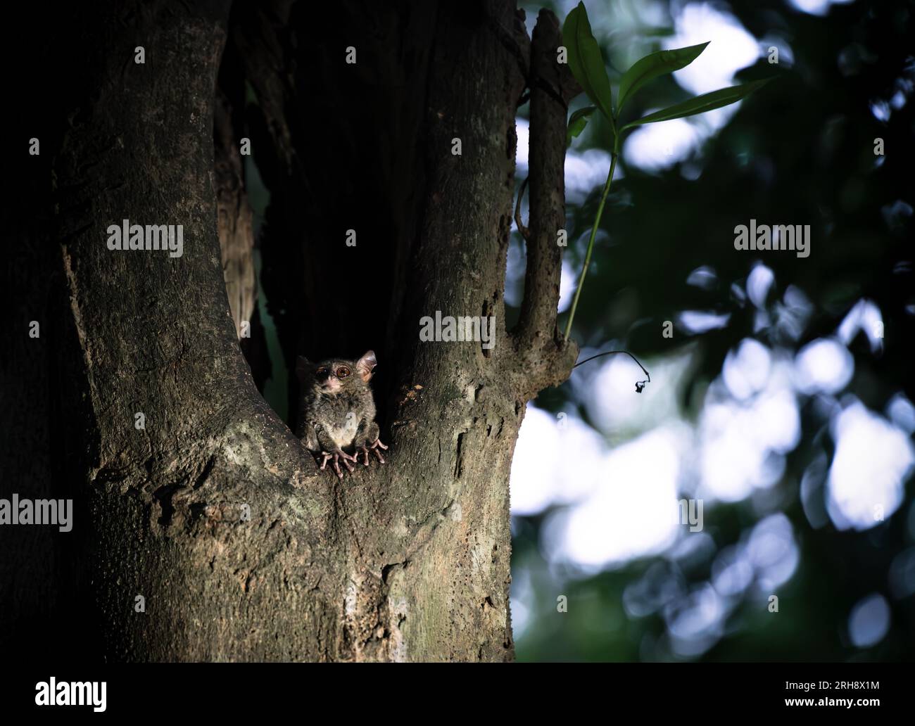 Tarsuis Tarsier, spektraler Tarsier mit großen Ohren, in der Abenddämmerung in einem Baumloch im Tangkoko-Nationalpark, Nord-Sulawesi, Indonesien Stockfoto
