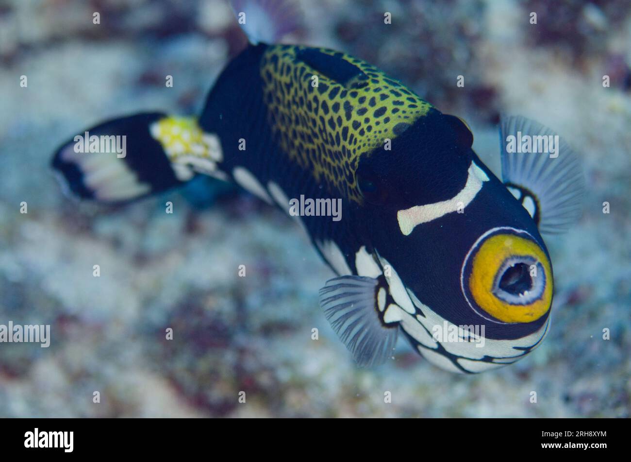 Clowntriggerfish, Balistoides conspicillum, Tauchplatz Boo Rocks, Boo Island, Misool, Raja Ampat, West Papua, Indonesien Stockfoto