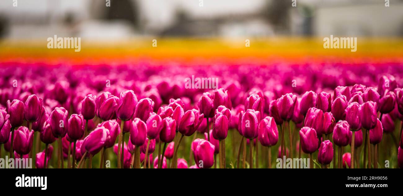 Skagit Valley Tulip Festival, Mount Vernon, Washington, Usa. Stockfoto