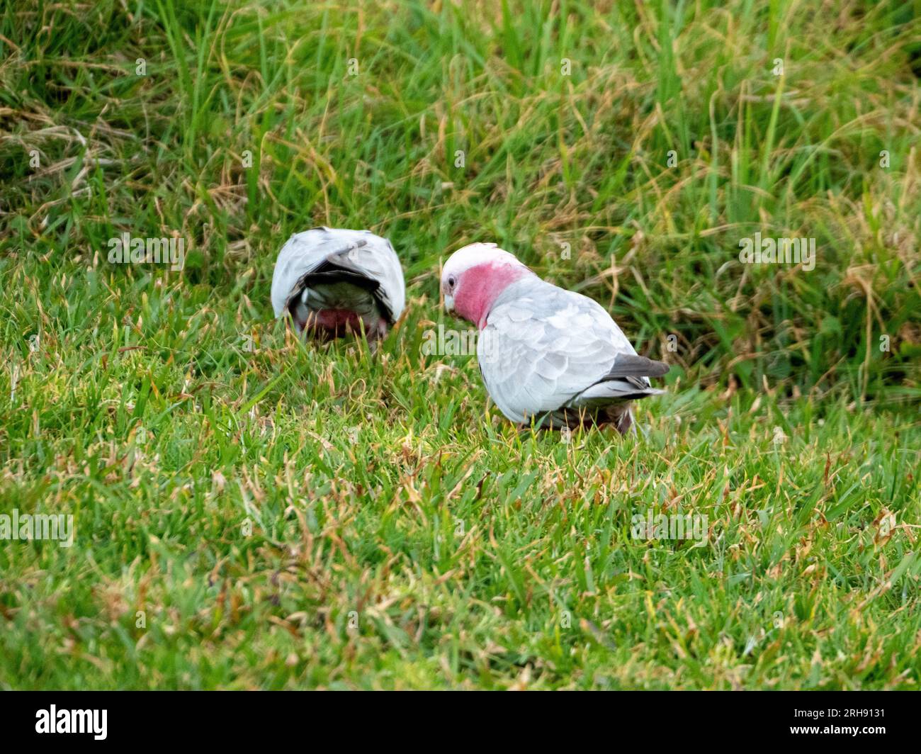 Australische Vögel, Galahs essen Sachen vom grünen Gras auf dem Boden Stockfoto