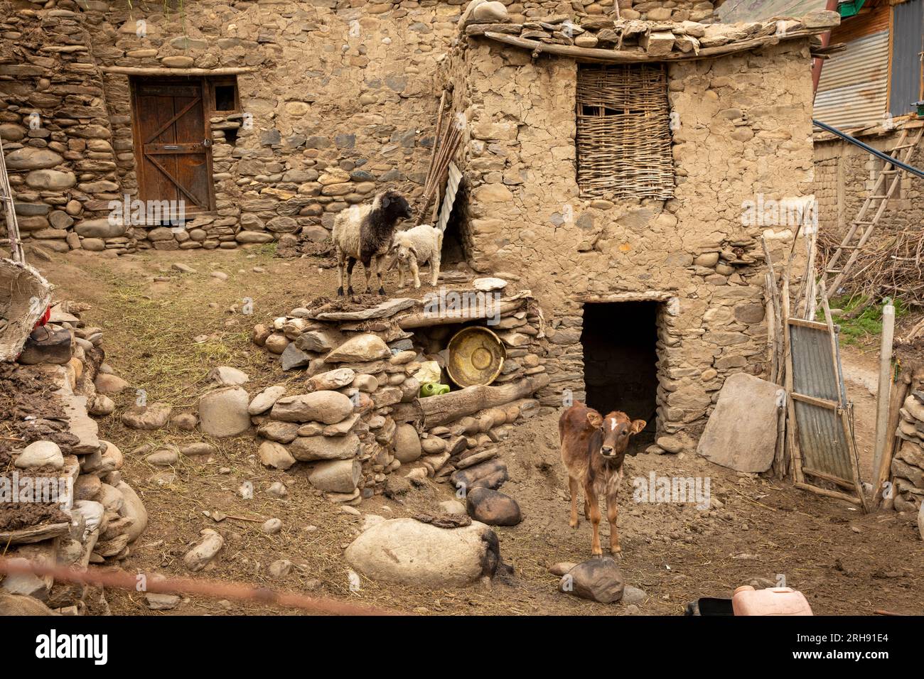 Indien, Ladakh, Suru Valley, Panikhar, Ziegen und Kuh im Hof des alten Dorfhauses Stockfoto