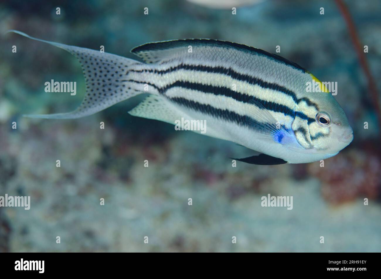 Männlicher Schwarzgestreifter Angelfisch, Genicanthus lamarck, Tauchplatz Boo Rocks, Boo Island, Misool, Raja Ampat, West Papua, Indonesien Stockfoto