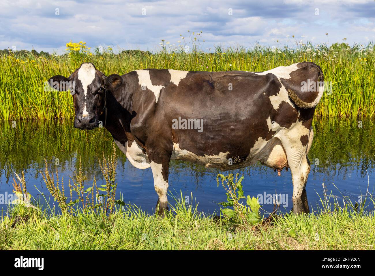Eine Kuh, die im Wasser steht, sich in einem Graben abkühlt, ein Bad in einem Bach mit grünen Ufern nimmt und einen bedeckten Himmel hat Stockfoto
