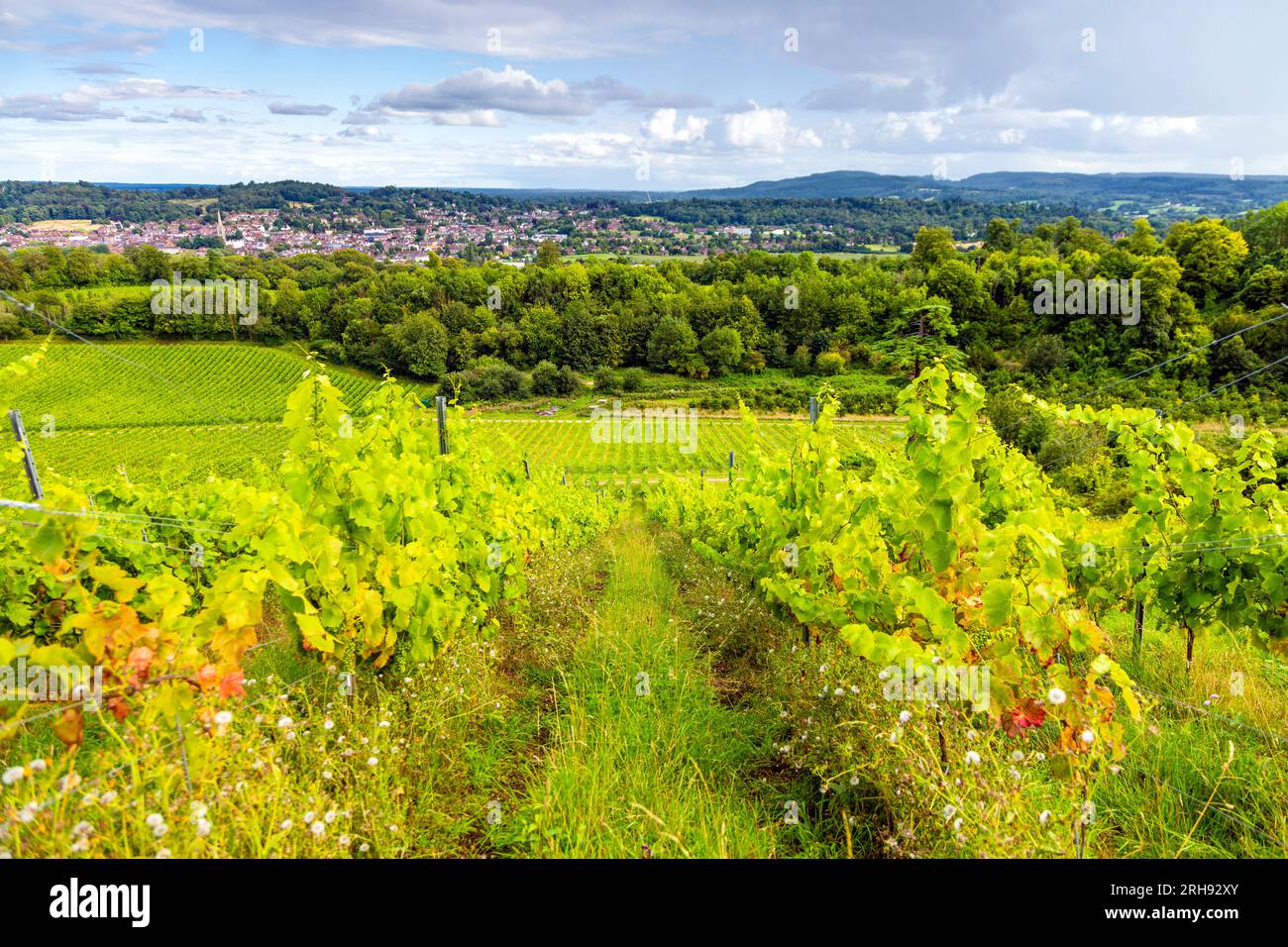 Weinreben im Weingut Denbies mit Dorking im Hintergrund, Surrey, England Stockfoto