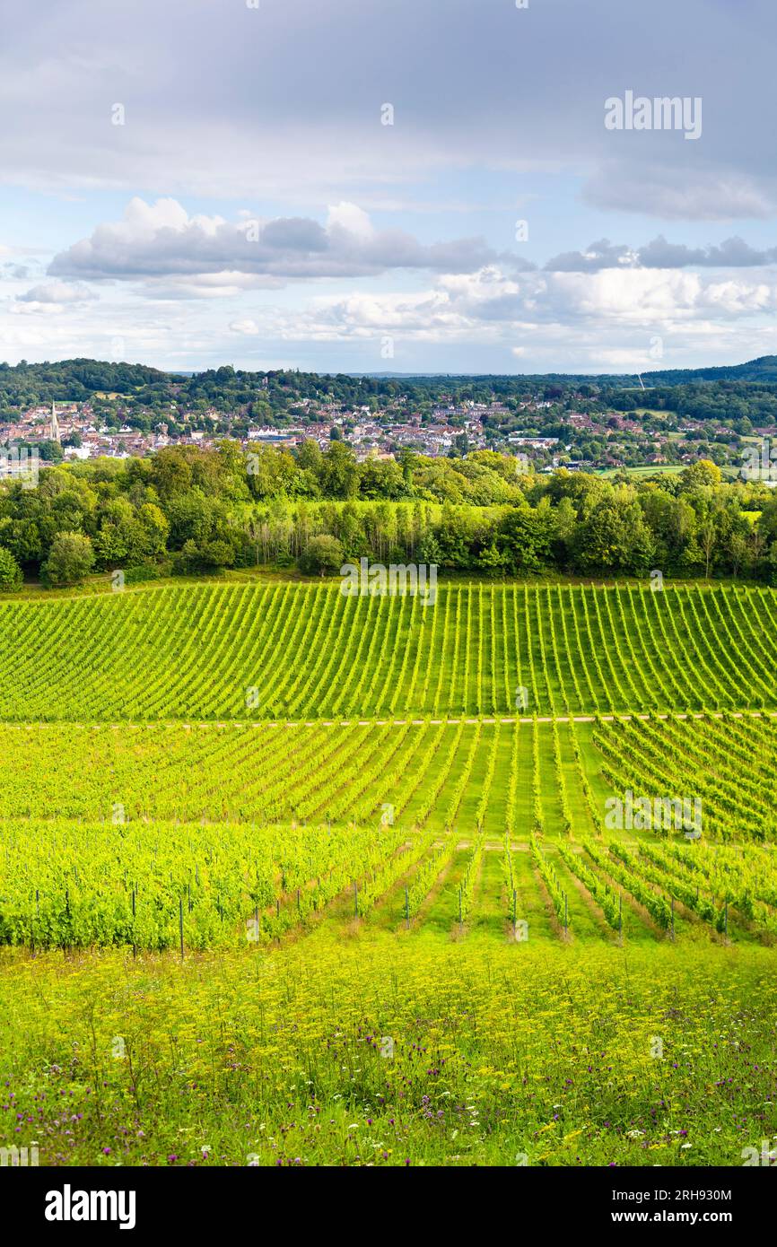 Weinreben im Weingut Denbies mit Dorking im Hintergrund, Surrey, England Stockfoto