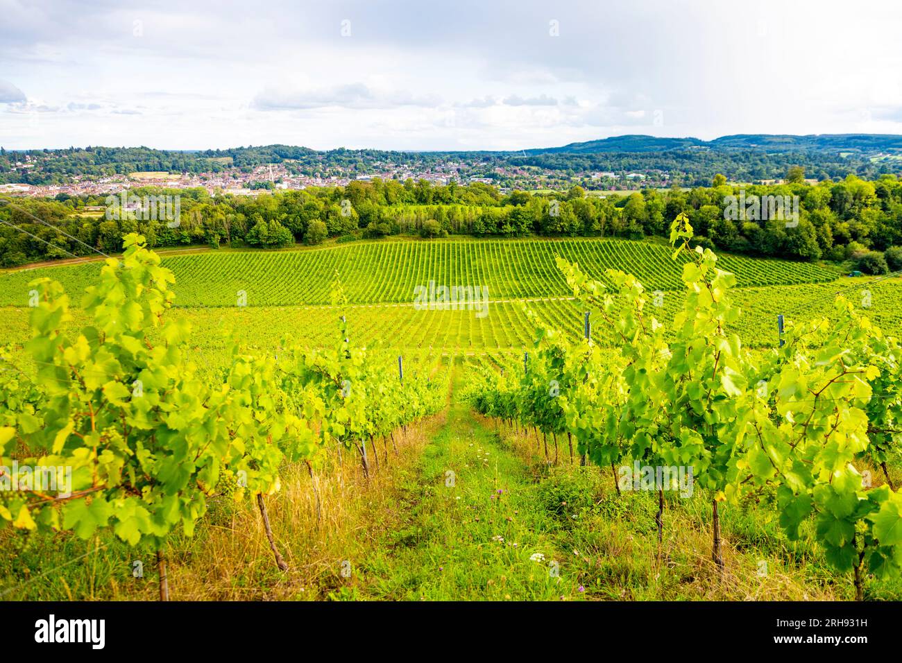 Weinreben im Weingut Denbies mit Dorking im Hintergrund, Surrey, England Stockfoto