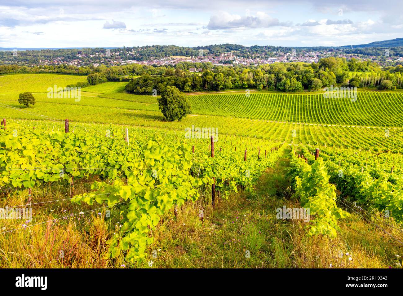 Weinreben im Weingut Denbies mit Dorking im Hintergrund, Surrey, England Stockfoto