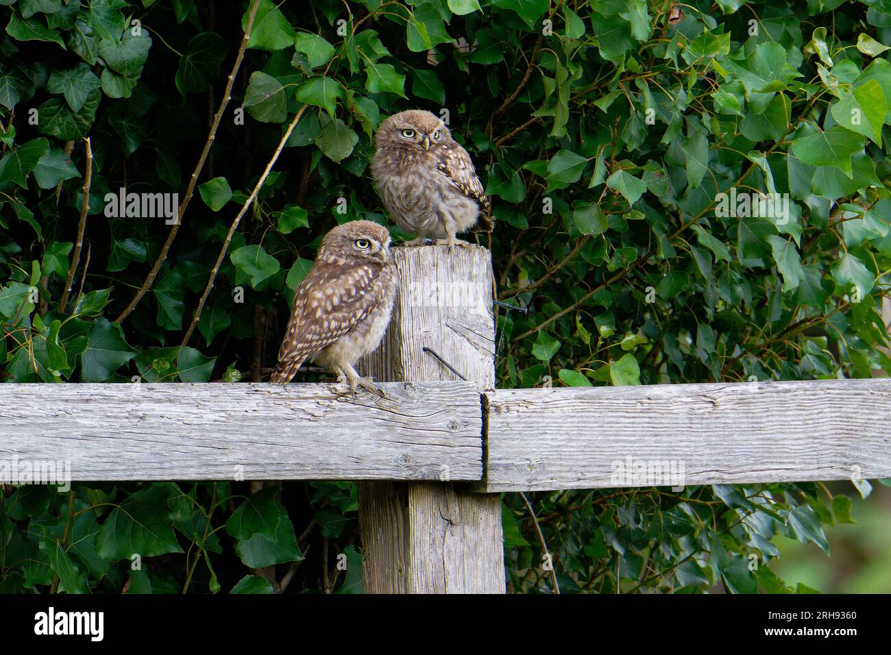Little Owl (Erwachsener)-Athen noctua mit jungen. Stockfoto