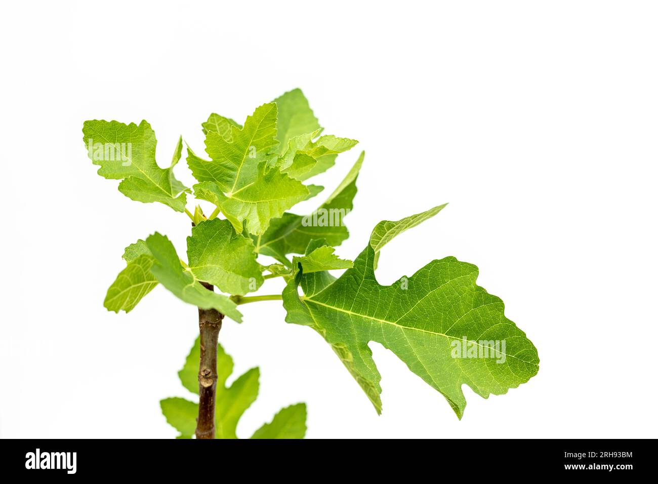 Grüne neue frische Blätter sprießen in Feigenbaum isoliert auf weißem Hintergrund Stockfoto