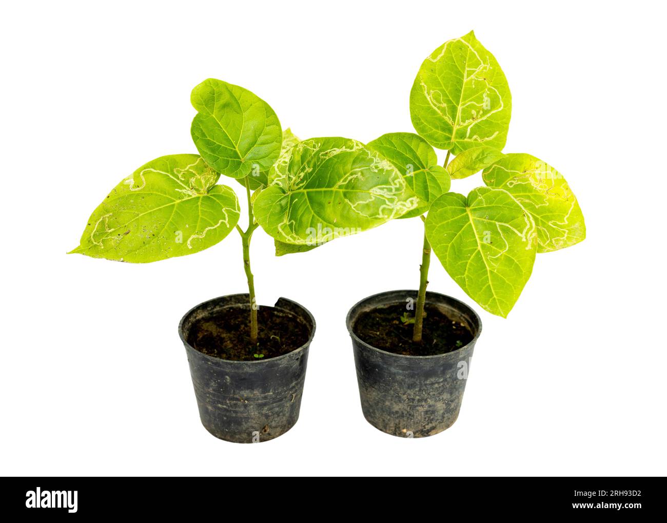 Schwer infizierte Blätter von Tamarillo-Tomatenbaum im Topf. Blattminen auf einem Tomatenpflanzenblatt. Stockfoto