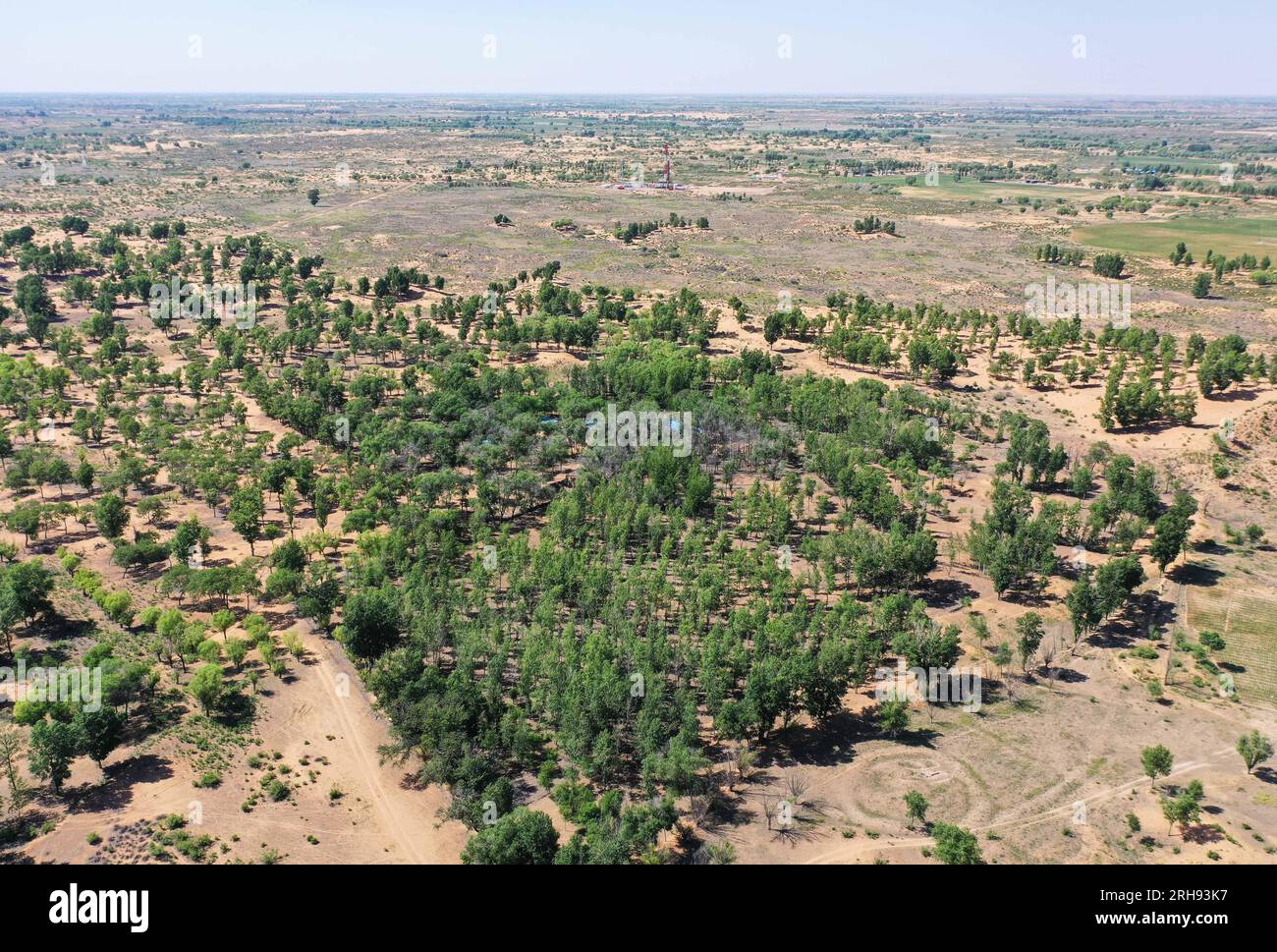 (230815) -- ORDOS, 15. August 2023 (Xinhua) -- Dieses Luftfoto wurde am 14. Juni 2023 aufgenommen und zeigt die Bäume, die auf einem privat geführten Waldland in der Wüste Maowusu, Nordchina, der inneren Mongolei, wachsen. Der Yellow River macht eine gigantische Kehrtwende im westlichen Teil der Autonomen Region der inneren Mongolei in Nordchina, die für ihre lange Geschichte der Zivilisation bekannt ist, die reiche Reserve an Energieressourcen, und unglücklicherweise ist die ökologische Umwelt aufgrund der üppigen Wüsten Kubuqi und Maowusu anfällig.seit Jahrzehnten widmen sich die Menschen, die in den Wüsten leben, der Rettung Stockfoto