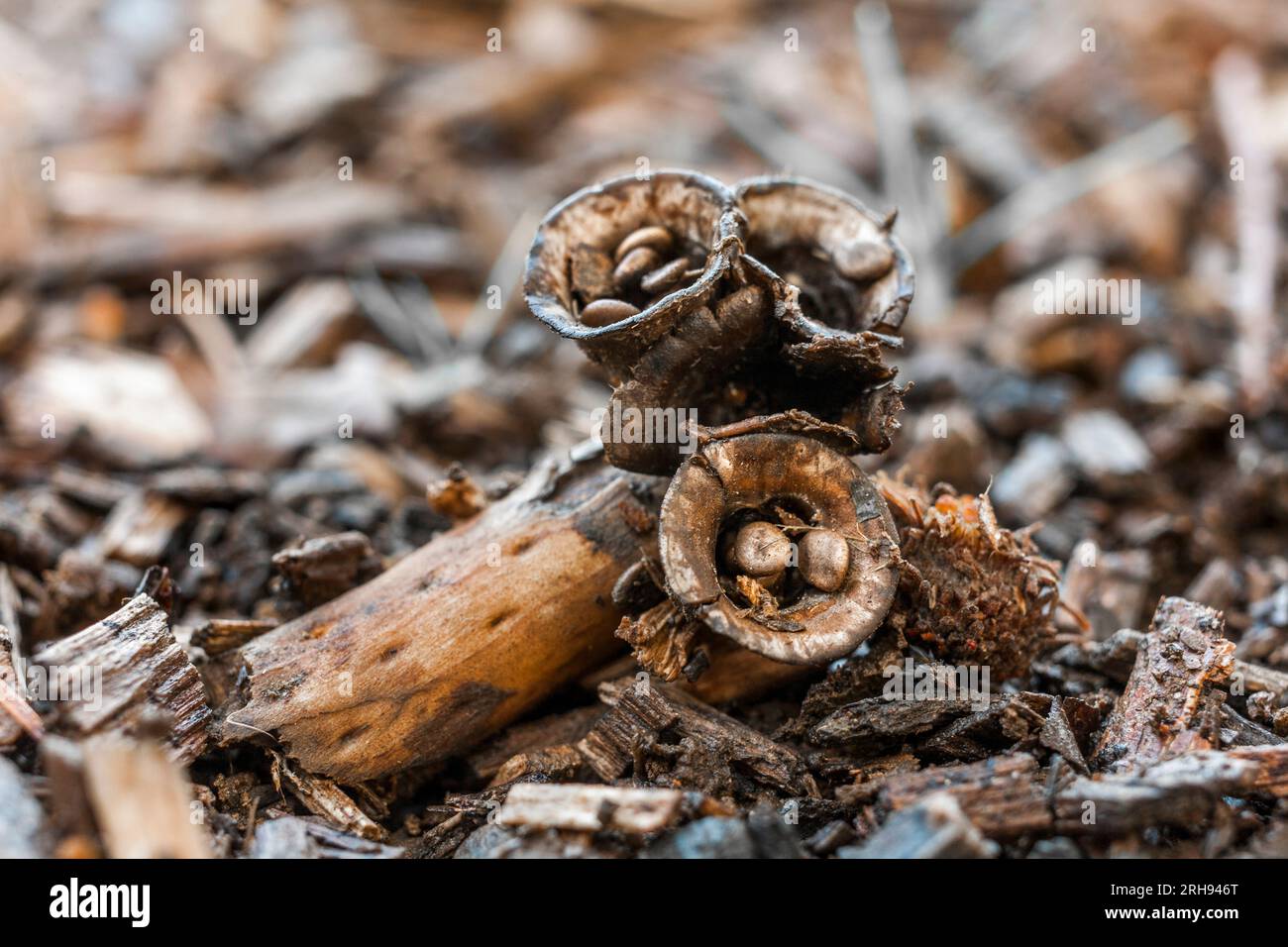 Bird's Nest Pilz; Cyathus olla; Vereinigtes Königreich Stockfoto