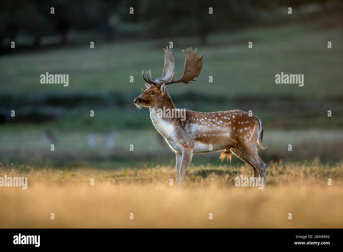 Fallow Deer; Dama dama; Buck; UK Stockfoto