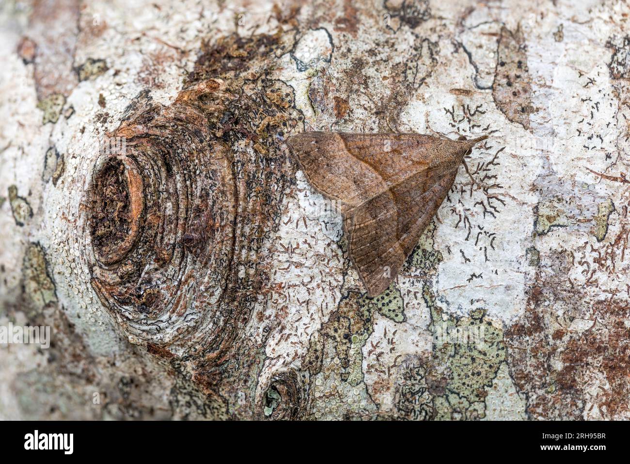 Snout Moth; Hypena proboscidalis; Vereinigtes Königreich Stockfoto