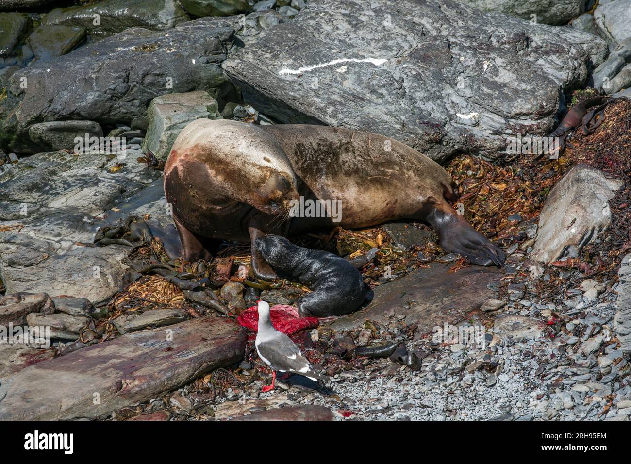 Löwe der Südsee; Otaria flavescens; gerade geburtenes Weibchen; Falklandschaften Stockfoto