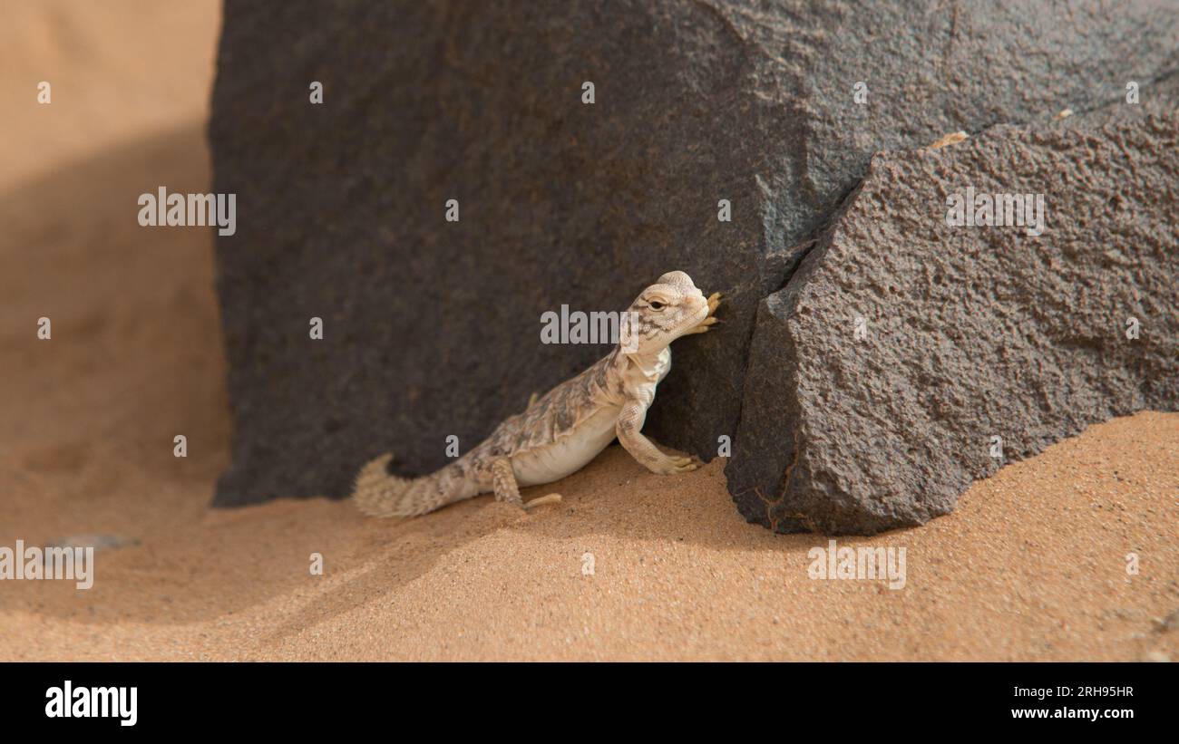 Gecko versteckt sich auf einem schwarzen Stein vor der heißen Wüstensonne Stockfoto